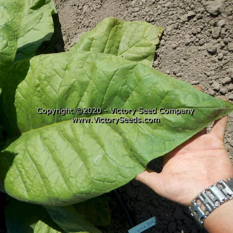 Virginia 509 Tobacco