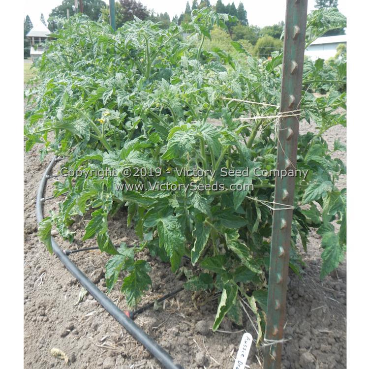 Aussie Drop Tomato