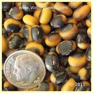 Musan-1 Soybean