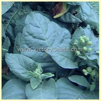 Mohawk Tobacco