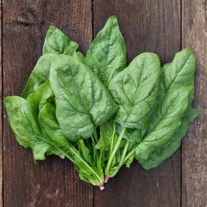Giant Winter (Gigante d'Inverno) Spinach