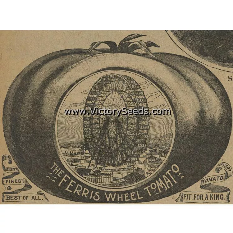 Ferris Wheel Tomato