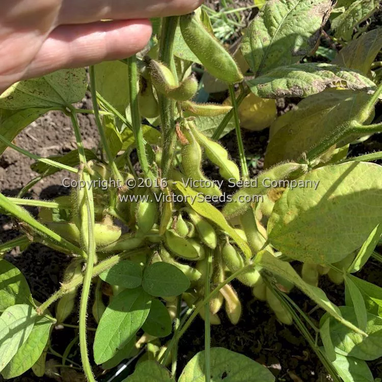 Aoyu Soybean