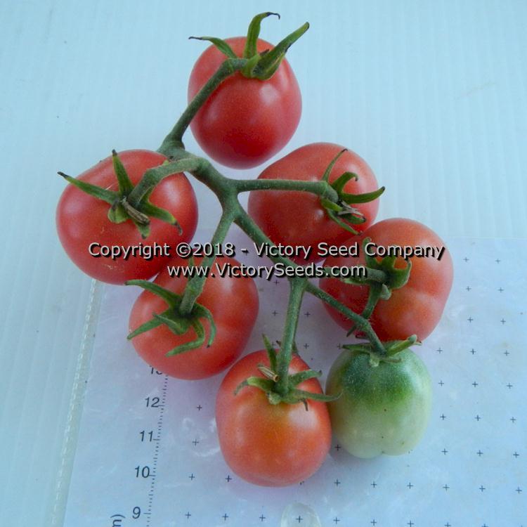 Dwarf Bendigo Drop Tomato