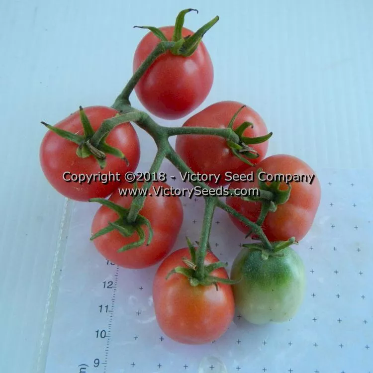 Dwarf Bendigo Drop Tomato