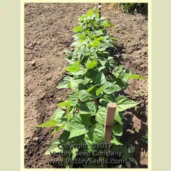 Royal Burgundy Bush Garden Bean