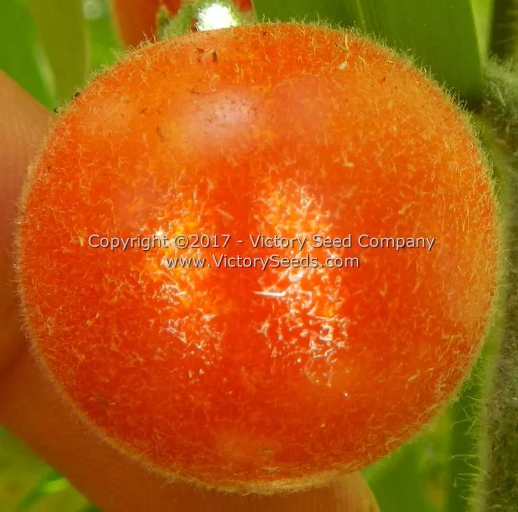 Velvet Red Tomato