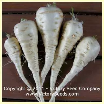 All American Parsnip