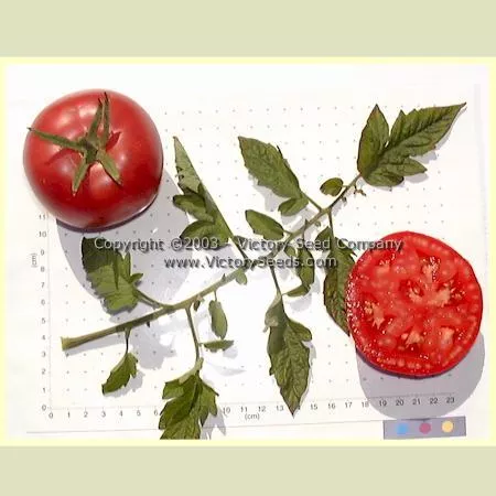 Burpee's 'Globe' Tomato