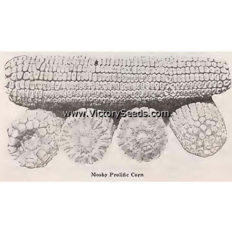 Mosby Prolific White Dent Corn