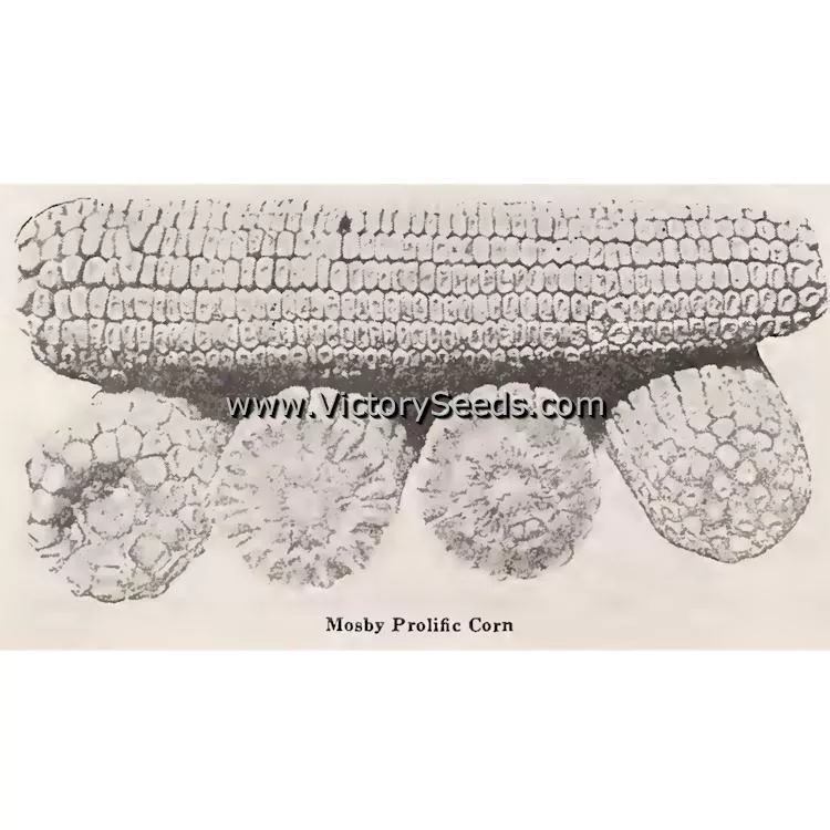 Mosby Prolific White Dent Corn