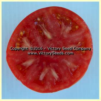TastyWine Tomato