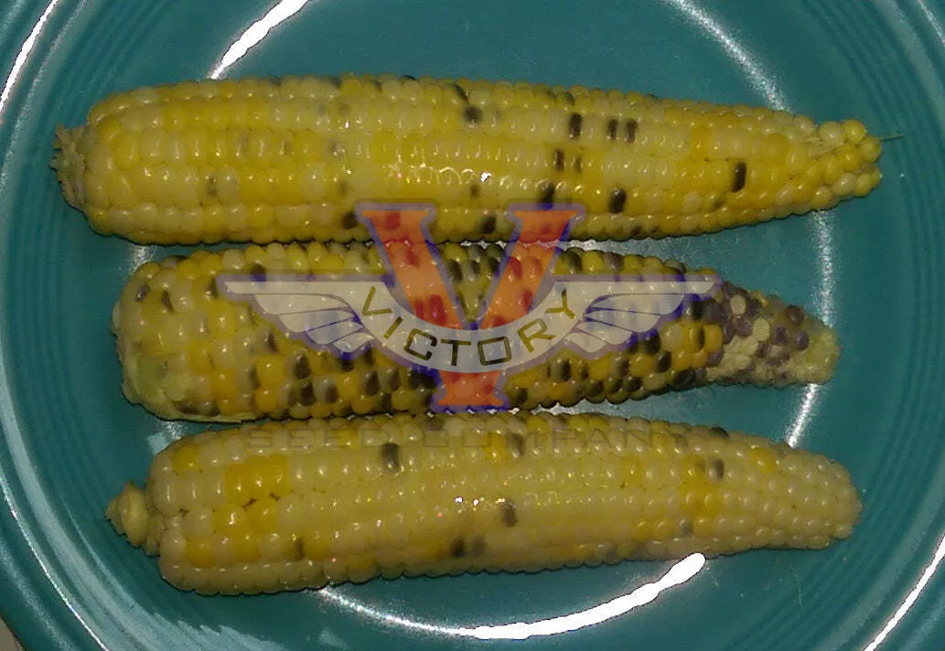 Triple Play Sweet Corn