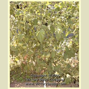 Taylor Lacey Leaf Tomato