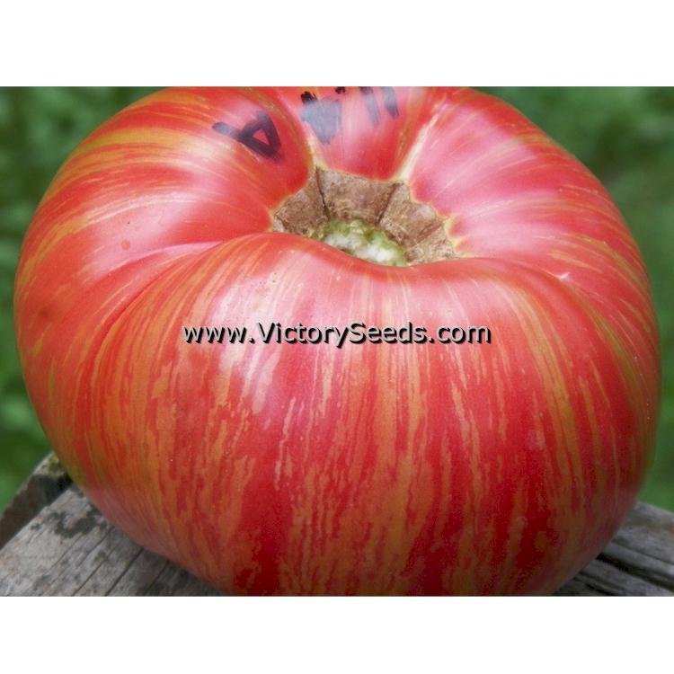 Dwarf Firebird Sweet Tomato