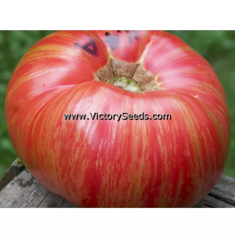 Dwarf Firebird Sweet Tomato
