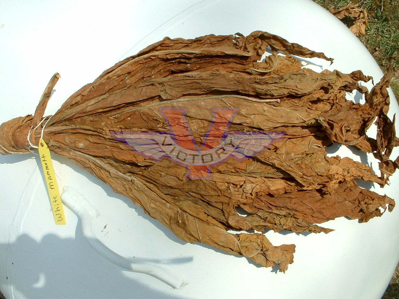 White Mammoth Tobacco