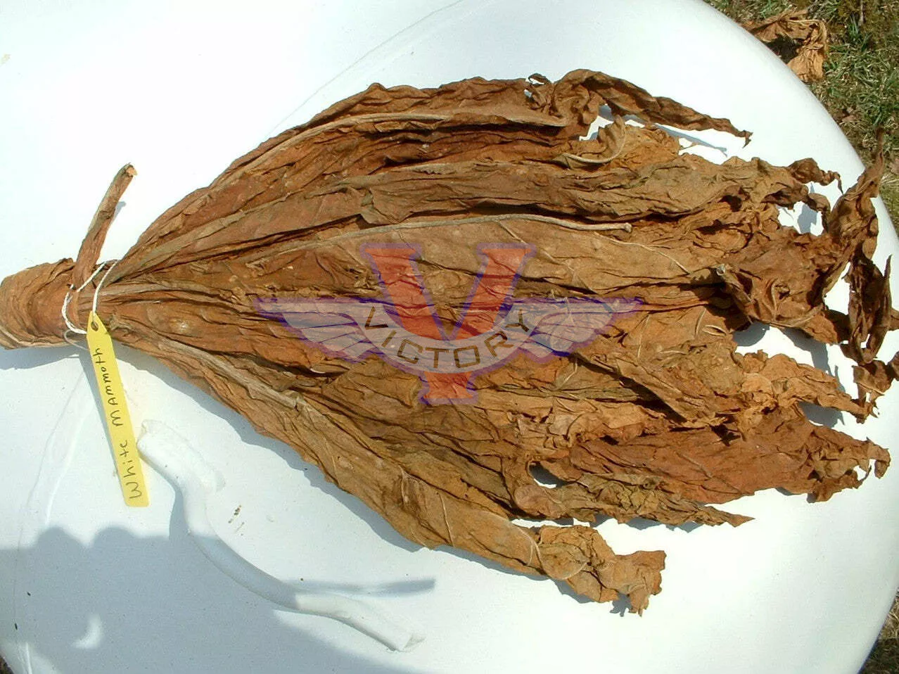 White Mammoth Tobacco