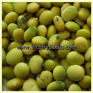 Blackeye Soybean