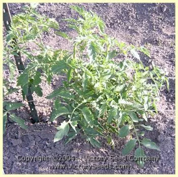 Louisiana Gulf State Tomato