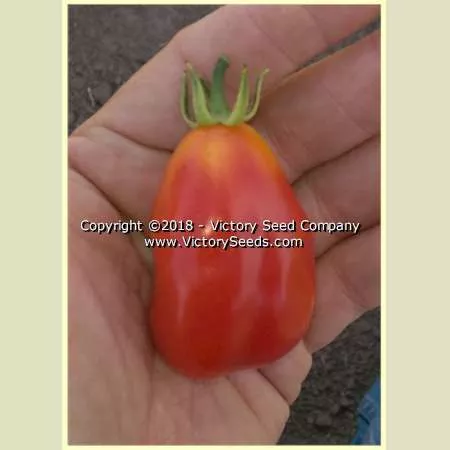 King Humbert (Roi Umberto) Tomato