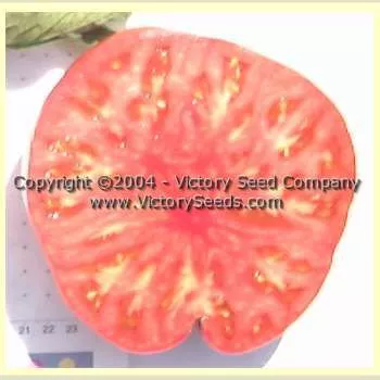 Valena Pink Tomato