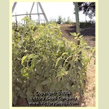 Burpee's Table Talk Tomato