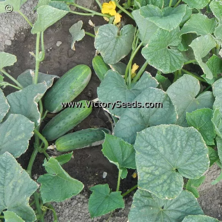 Addis Cucumber