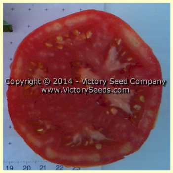 Lvinoe Serdtse Tomato