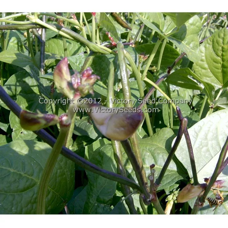 Fagiolino Dolico di Veneto Cowpea