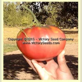 Florida Pink Tomato