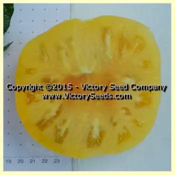 Summer Sunrise Tomato