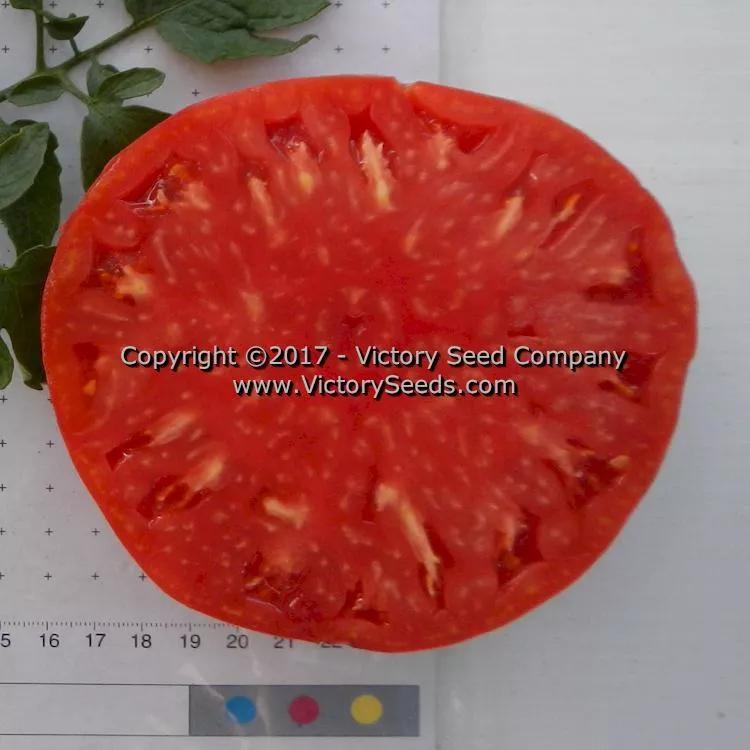 Halladay's Mortgage Lifter Tomato