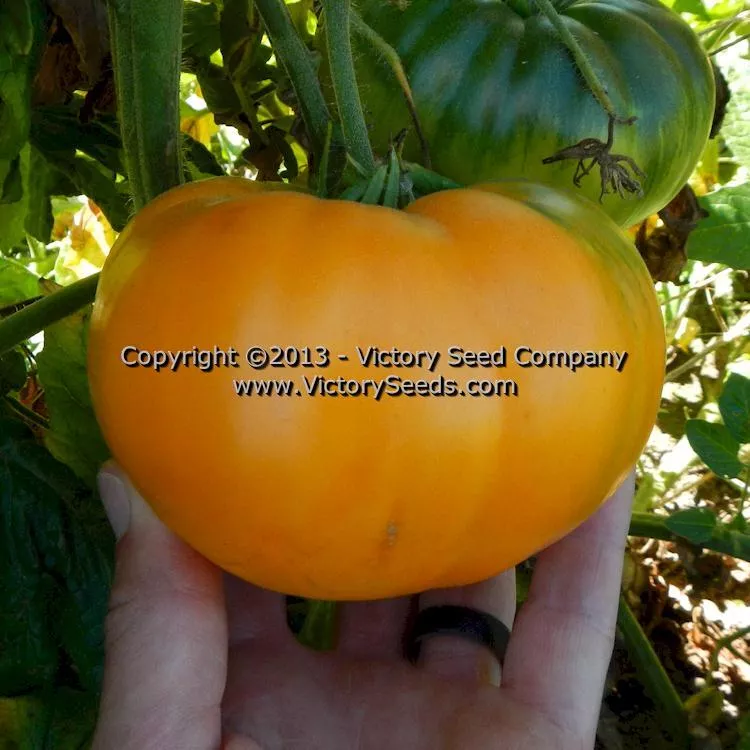 Dr. Wyche's Yellow Tomato