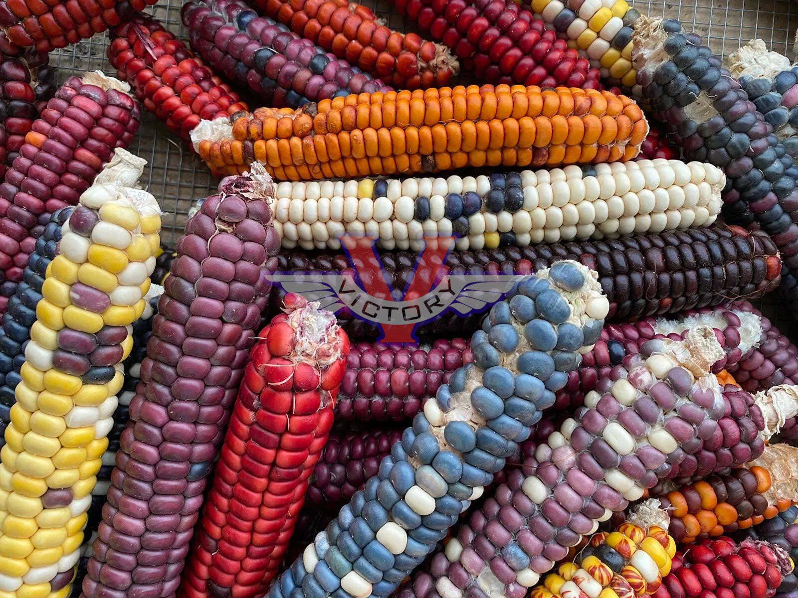 Painted Mountain Flour Corn