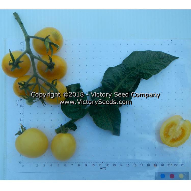 Dwarf Mandurang Moon Tomato