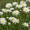 Daisy, Shasta 'Alaska'