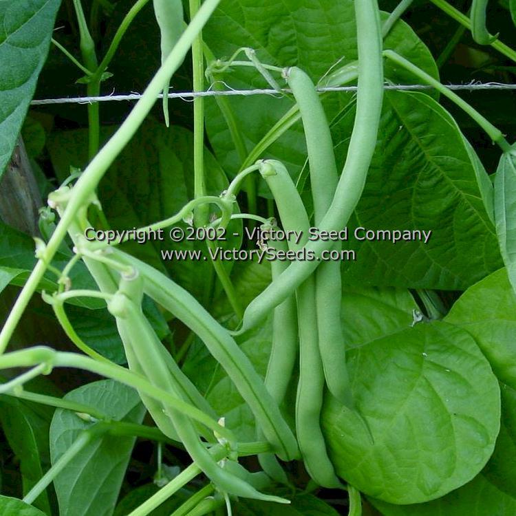 Blue Lake 274 Bush Green Garden Bean