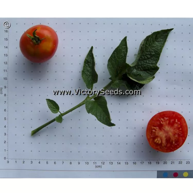 Moravsky Div Tomato