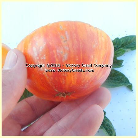 Dwarf Confetti Tomato