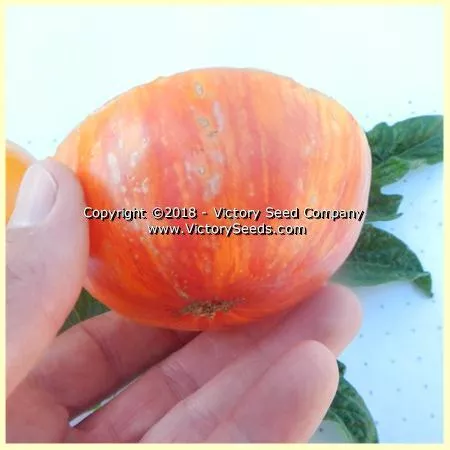 Dwarf Confetti Tomato