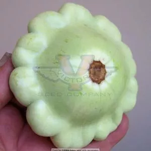 Benning's Green Tint Scallop Summer Squash