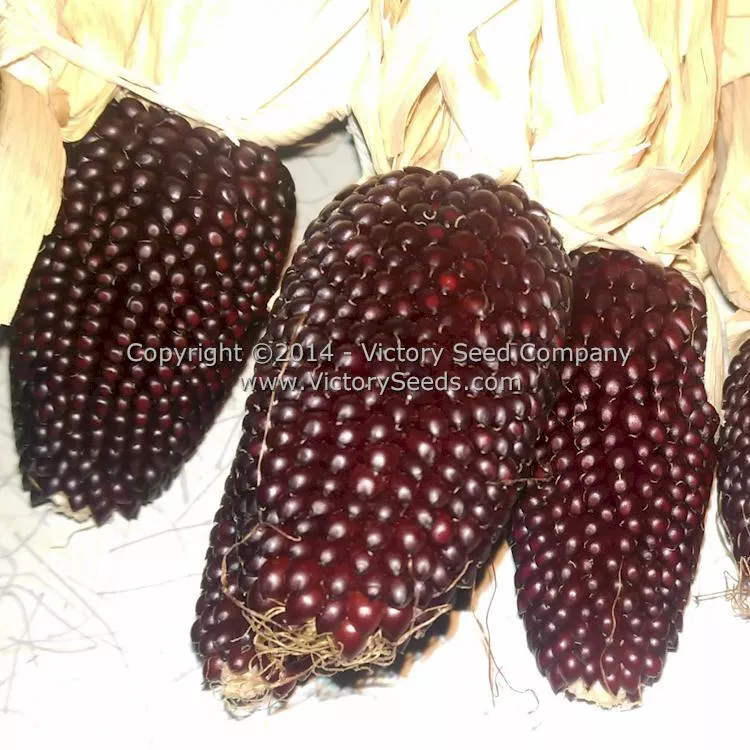 Red Strawberry Popcorn