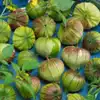 Morado Tomatillo (Purple Tomatillo)