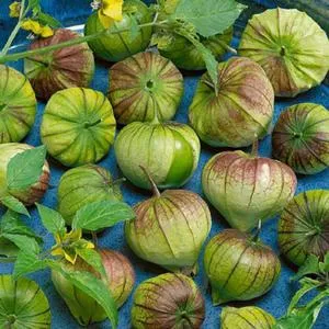 Morado Tomatillo (Purple Tomatillo)