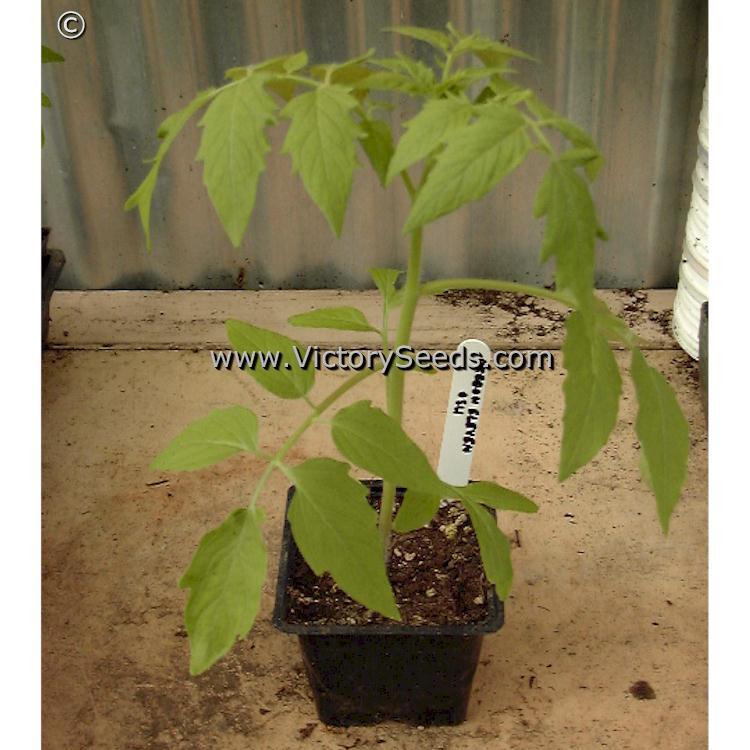 Oregon 11 Tomato