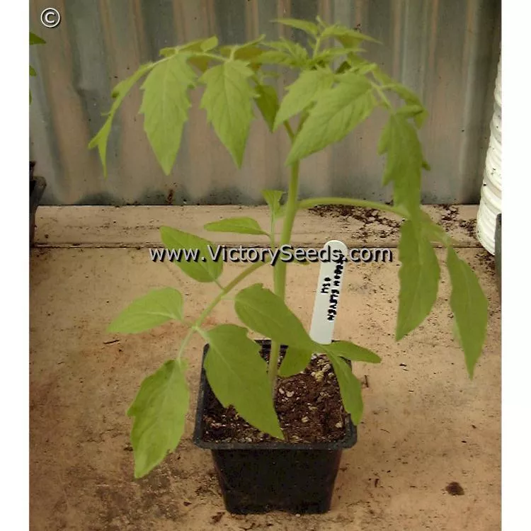 Oregon 11 Tomato