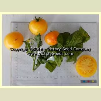 Barossa Fest Tomato