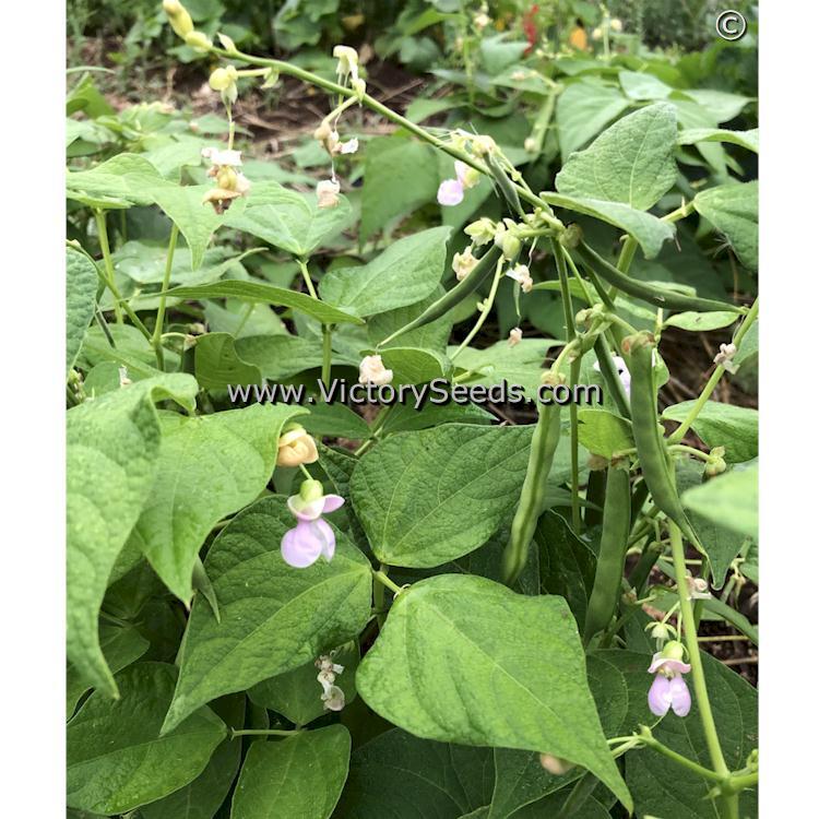 Whipple Dry Bush Garden Bean