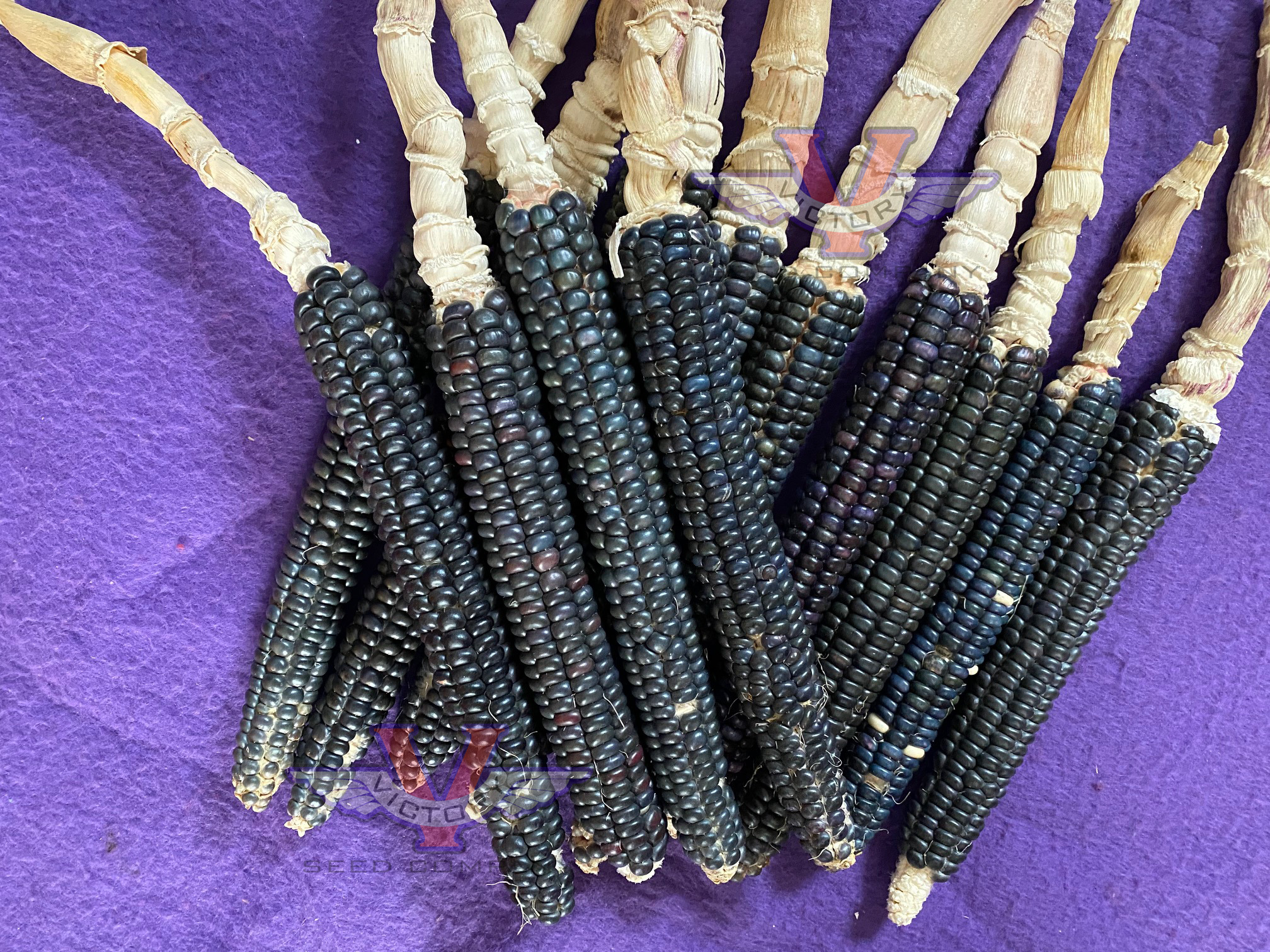 Blue Mesa Maize Flour Corn